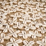 Kép 5/8 - The Costa Shell Plate - Natural White - M